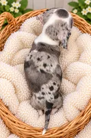 Spot, a female Miniature Dachshund for sale in Lakeland, FL – 3 of 3
