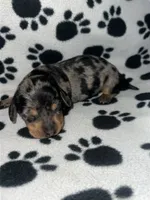 Black & Tan Dapple Girl , a female Miniature Dachshund for sale in Lakeland, FL – 2 of 7