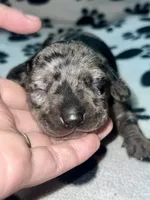 Black Dapple Girl , a female Miniature Dachshund for sale in Lakeland, FL – 3 of 6