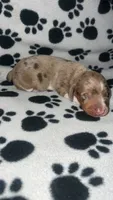 Chocolate & Tan Dapple Boy , a male Miniature Dachshund for sale in Lakeland, FL – 5 of 6
