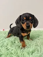 Black & Tan Dappled Girl , a female Miniature Dachshund for sale in Lakeland, FL – 7 of 10