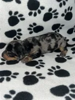 Black & Tan Dapple Girl , a female Miniature Dachshund for sale in Lakeland, FL – 4 of 7