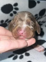 Chocolate & Tan Dapple Boy , a male Miniature Dachshund for sale in Lakeland, FL – 4 of 6