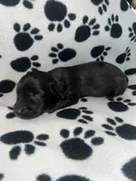 Black Dapple Boy , a male Miniature Dachshund for sale in Lakeland, FL – 6 of 6