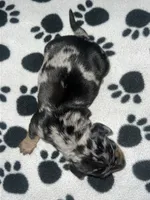 Black & Tan Dapple Boy , a male Miniature Dachshund for sale in Lakeland, FL – 7 of 7