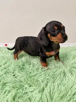Black & Tan Dappled Girl , a female Miniature Dachshund for sale in Lakeland, FL – 9 of 10