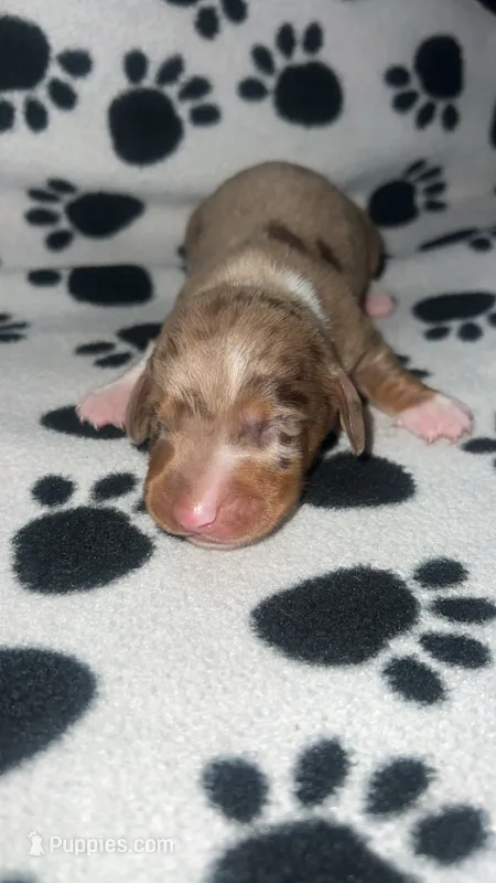 Chocolate & Tan Dapple Boy  – Miniature Dachshund puppy for sale in Lakeland, FL