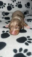 Chocolate & Tan Dapple Boy , a male Miniature Dachshund for sale in Lakeland, FL – 1 of 6