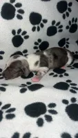 Isabella Dapple Piebald Girl , a female Miniature Dachshund for sale in Lakeland, FL – 2 of 6