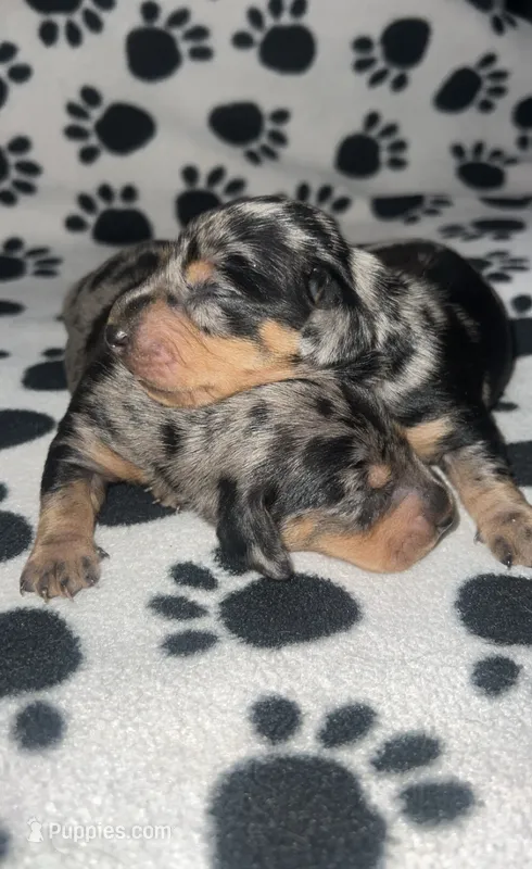 Black & Tan Dapple Boy  – Miniature Dachshund puppy for sale in Lakeland, FL