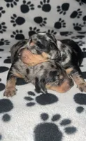 Black & Tan Dapple Boy , a male Miniature Dachshund for sale in Lakeland, FL – 1 of 7