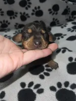Black & Tan Dappled Girl , a female Miniature Dachshund for sale in Lakeland, FL – 2 of 6