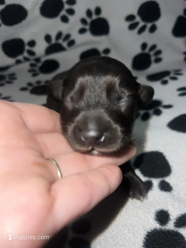 Black Dapple Boy  – Miniature Dachshund puppy for sale in Lakeland, FL