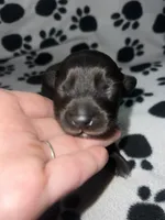 Black Dapple Boy , a male Miniature Dachshund for sale in Lakeland, FL – 1 of 6