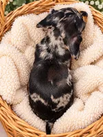 Black & Tan Dappled Boy , a male Miniature Dachshund for sale in Lakeland, FL – 2 of 2