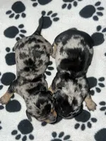Black & Tan Dapple Boy , a male Miniature Dachshund for sale in Lakeland, FL – 4 of 7
