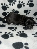 Black Dapple Boy , a male Miniature Dachshund for sale in Lakeland, FL – 3 of 6
