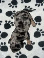 Black & Tan Dapple Girl , a female Miniature Dachshund for sale in Lakeland, FL – 3 of 7