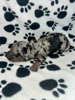 Black Dapple Girl , a female Miniature Dachshund for sale in Lakeland, FL – 6 of 6