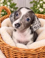 Spot, a female Miniature Dachshund for sale in Lakeland, FL – 2 of 3