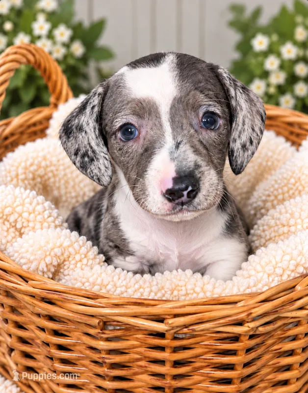 Spot – Miniature Dachshund puppy for sale in Lakeland, FL