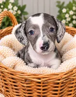 Spot, a female Miniature Dachshund for sale in Lakeland, FL – 1 of 3