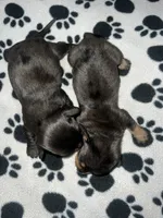 Black & Tan Dappled Girl , a female Miniature Dachshund for sale in Lakeland, FL – 5 of 6