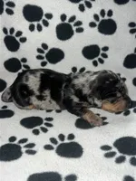 Black & Tan Dapple Boy , a male Miniature Dachshund for sale in Lakeland, FL – 3 of 7