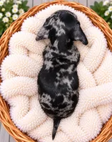 Nibbles , a female Miniature Dachshund for sale in Lakeland, FL – 2 of 2