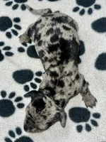 Black Dapple Girl , a female Miniature Dachshund for sale in Lakeland, FL – 5 of 6