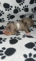 Chocolate & Tan Dapple Boy , a male Miniature Dachshund for sale in Lakeland, FL – 2 of 6