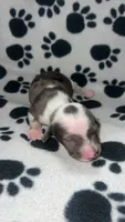 Isabella Dapple Piebald Girl , a female Miniature Dachshund for sale in Lakeland, FL – 4 of 6