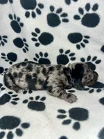 Black Dapple Girl , a female Miniature Dachshund for sale in Lakeland, FL – 4 of 6