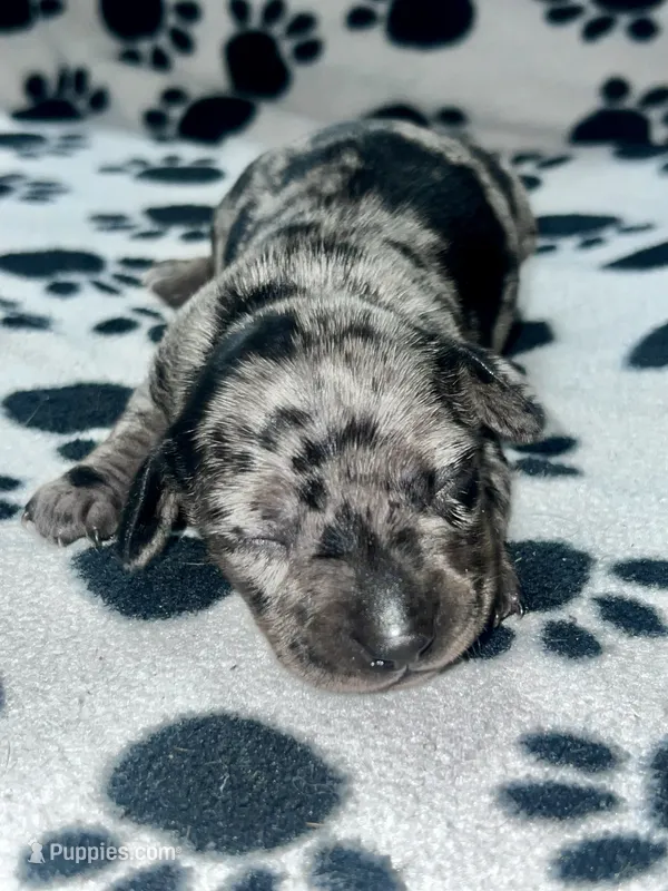 Black Dapple Girl  – Miniature Dachshund puppy for sale in Lakeland, FL