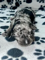Black Dapple Girl , a female Miniature Dachshund for sale in Lakeland, FL – 1 of 6