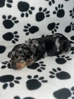 Black & Tan Dapple Boy , a male Miniature Dachshund for sale in Lakeland, FL – 5 of 7