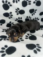 Black & Tan Dappled Girl , a female Miniature Dachshund for sale in Lakeland, FL – 3 of 6