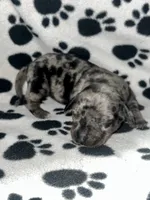 Black Dapple Girl , a female Miniature Dachshund for sale in Lakeland, FL – 2 of 6