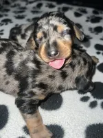 Black & Tan Dapple Girl , a female Miniature Dachshund for sale in Lakeland, FL – 7 of 7