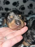 Black & Tan Dapple Boy , a male Miniature Dachshund for sale in Lakeland, FL – 6 of 7
