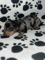 Black & Tan Dapple Girl , a female Miniature Dachshund for sale in Lakeland, FL – 5 of 7