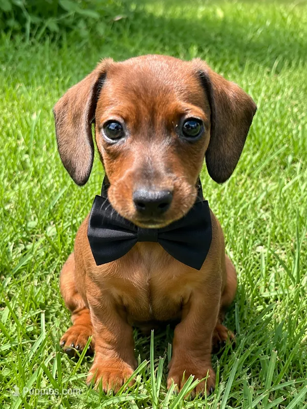 Red Dachshund  – Miniature Dachshund puppy for sale in Lakeland, FL