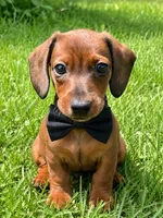 Red Dachshund , a male Miniature Dachshund for sale in Lakeland, FL – 1 of 2