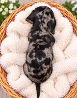Black & Tan Dapple Girl , a female Miniature Dachshund for sale in Lakeland, FL – 2 of 2