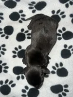 Black Dapple Boy , a male Miniature Dachshund for sale in Lakeland, FL – 5 of 6