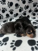 Black & Tan Dappled Girl , a female Miniature Dachshund for sale in Lakeland, FL – 6 of 6