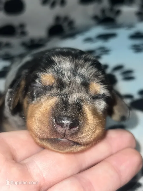 Black & Tan Dapple Girl  – Miniature Dachshund puppy for sale in Lakeland, FL