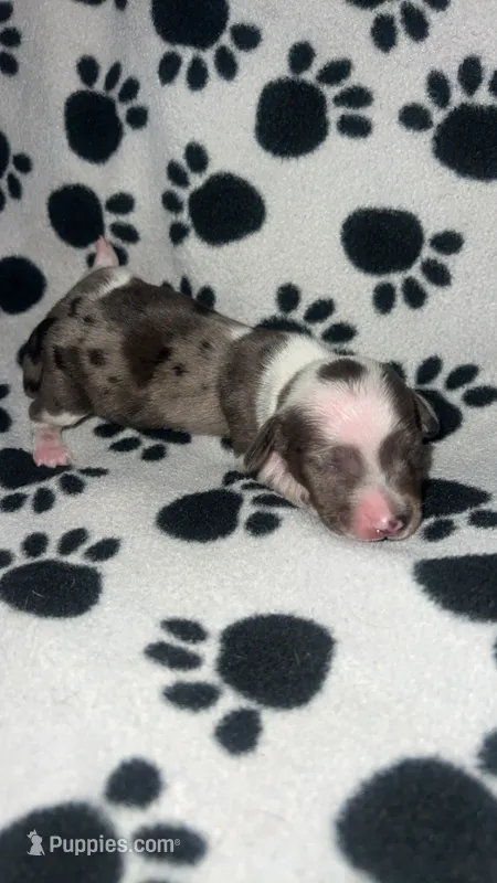 Isabella Dapple Piebald Girl  – Miniature Dachshund puppy for sale in Lakeland, FL