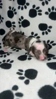 Isabella Dapple Piebald Girl , a female Miniature Dachshund for sale in Lakeland, FL – 1 of 6