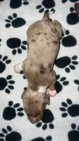 Chocolate & Tan Dapple Boy , a male Miniature Dachshund for sale in Lakeland, FL – 6 of 6